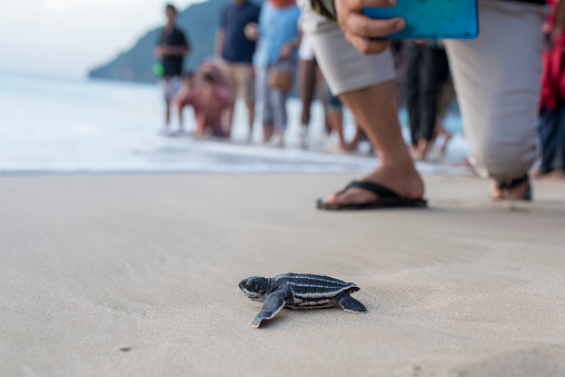 Leatherback turtle babies are released into the sea
