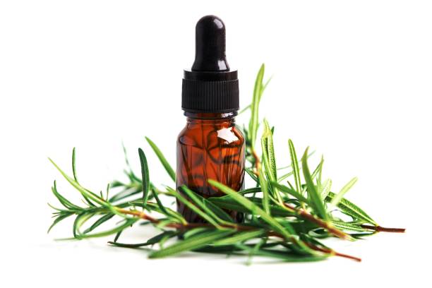 istock Rosemary aromatic essential oil fresh bunch herb with aromatherapy herbal bottle. 1454645725