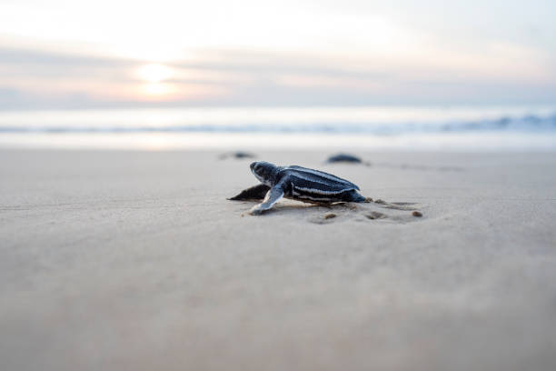 bebês de tartaruga de couro são soltos no mar - hatchling - fotografias e filmes do acervo
