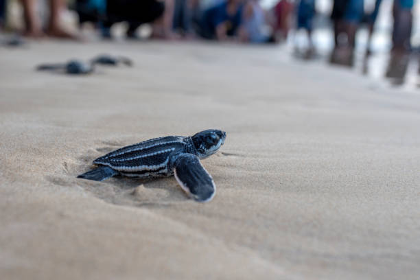 istock Leatherback turtle babies are released into the sea 1454646323