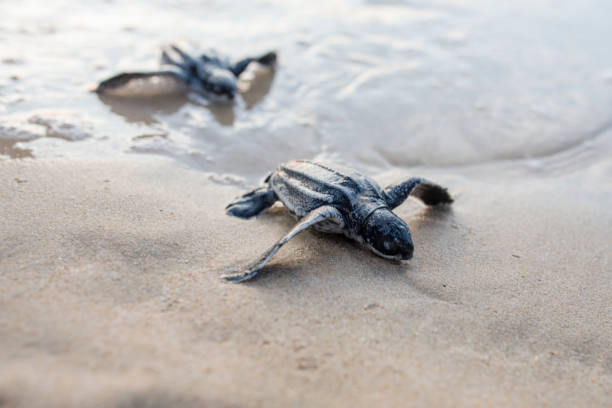 istock Two Baby leather back turtles breaking through the waves 1454646452