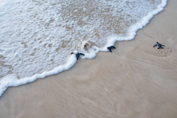 istock Baby leather back turtles breaking through the waves 1454646466