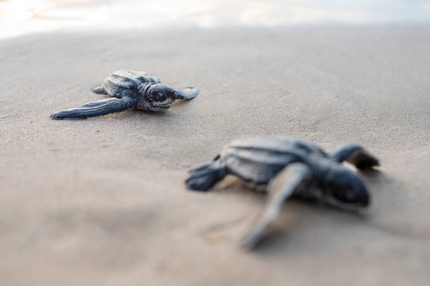 istock Leather back turtle babies are released into the sea 1454646468