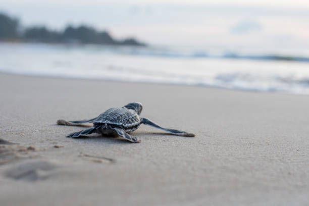los bebés de tortuga de cuero son liberados en el mar - turtle young animal hatchling sea fotografías e imágenes de stock