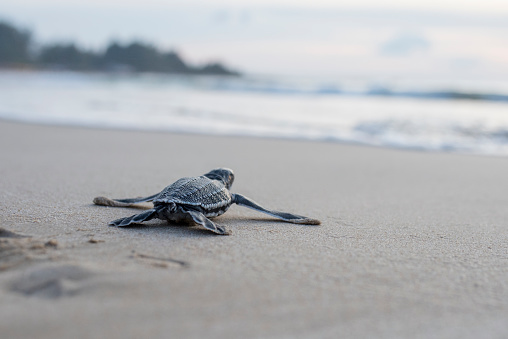 Leatherback turtle babies are released into the sea