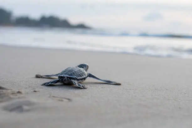Photo of Leather back turtle babies are released into the sea