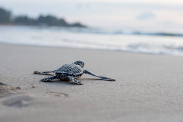 bebês de tartaruga de couro são soltos no mar - hawksbill turtle - fotografias e filmes do acervo