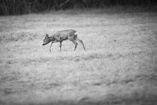 Black and White Roe Deer on Meadow in Wilderness.