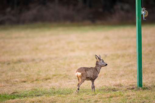 White-Tailed Deer By Wildlife Feeding Stand on a Meadow.