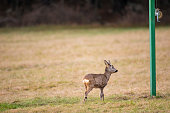 White-Tailed Deer By Wildlife Feeding Stand on a Meadow
