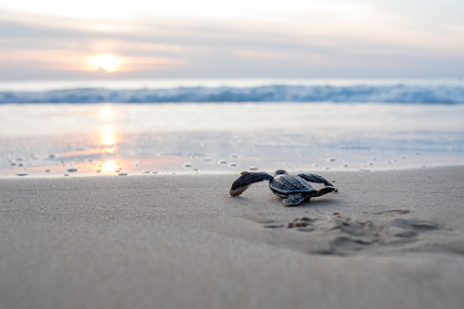 Leatherback turtle babies are released into the sea