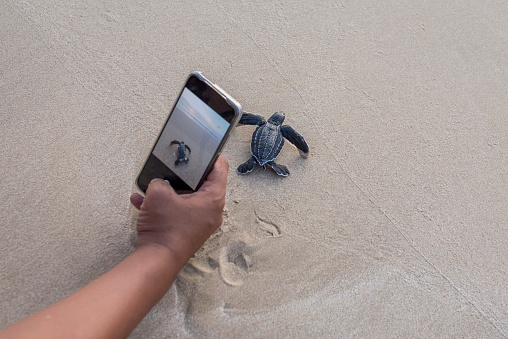 Recording the release of baby leatherback turtles with a smartphone