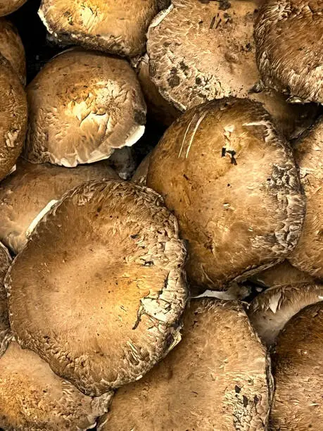 Portobello mushrooms displayed at a market stand
