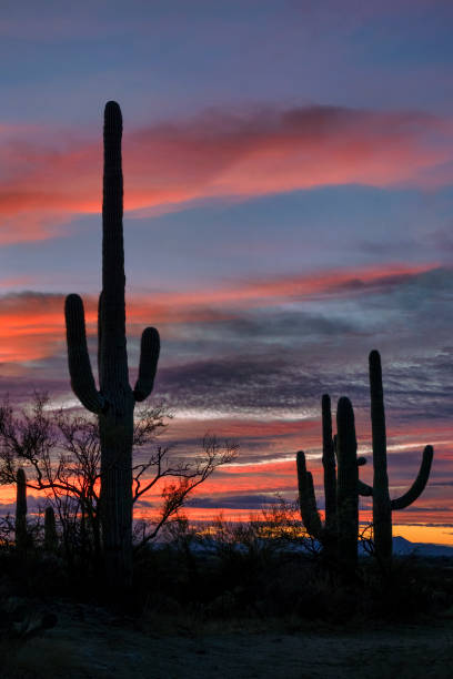 istock Desert Sunset in Saguaro National Park Vertical 1454648644