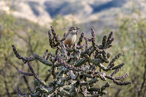 A cactus wren sits upon as staghorn cholla (Cylindropuntia versicolor) at Tanque Verde Ranch near Saguaro National Park, Tucson, Arizona, USA.