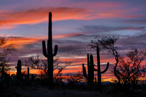 istock Desert Sunset in Saguaro National Park 1454648661