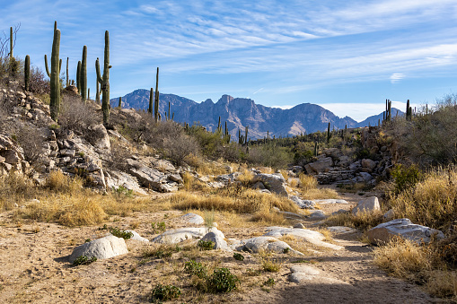 A scene in the desert wash of Honey Bee Canyon with the Catalina Mountains in the distance in Tucson, Arizona.