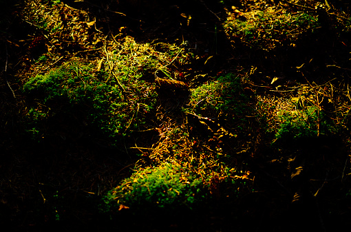 Close up of green leaves and moss in a forest from above