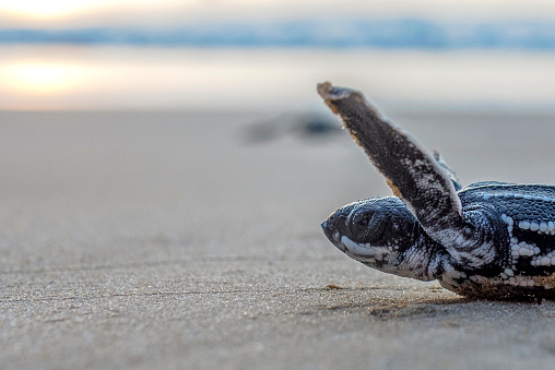 Close up of leatherback turtle head