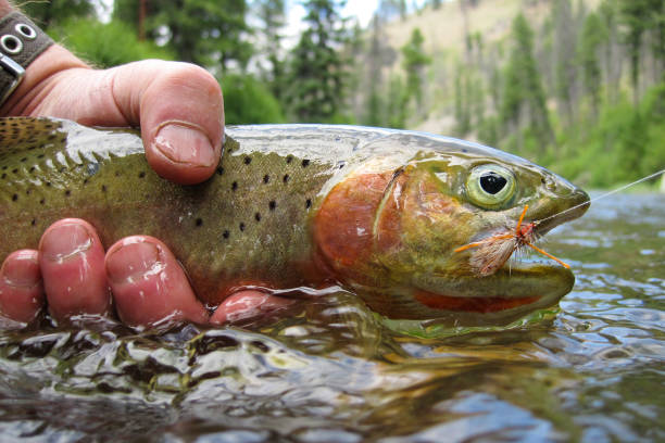 Wild and native cutthroat trout caught and released while fly fishing in the Idaho wilderness stock photo