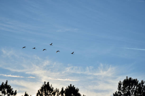 istock Tundar Swan Winter Migration - II 1454649910