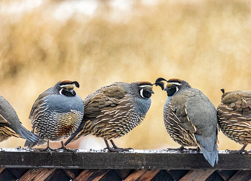 California quail in the rain and snow on a fence line.