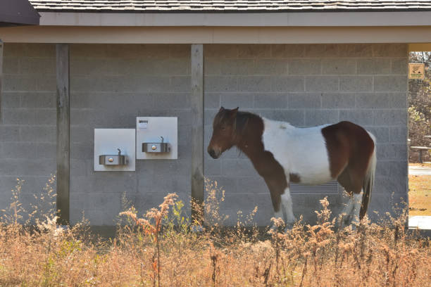 Assateague Pony wartet auf Toilette – Foto