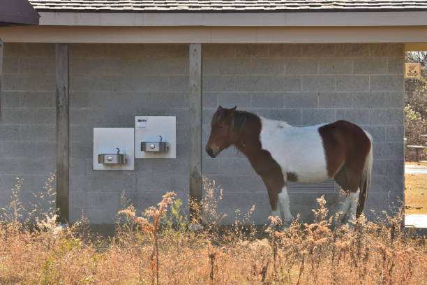 Assateague Pony Waiting for Restroom stock photo
