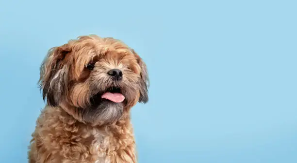 Small fluffy brown dog panting with pink tongue out while looking at camera. 3 years old male Shichon, Shih Tzu-Bichon mix or fuzzy wuzzy puppy. Selective focus