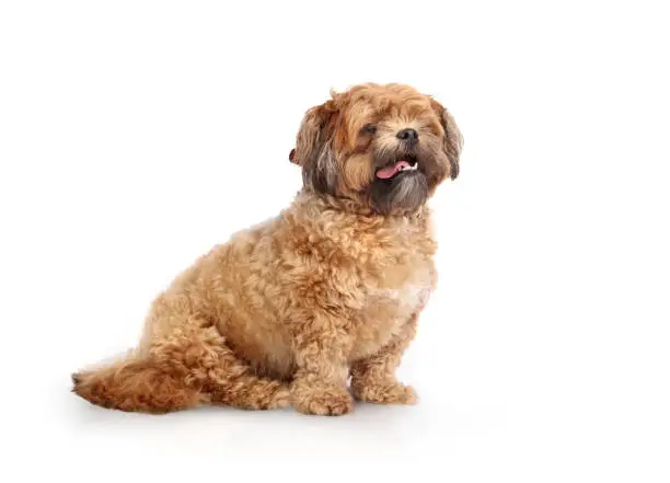 Side view of small fluffy brown dog waiting. Overweight or heavy, 3 years old male Zuchon, Shih Tzu-Bichon mix or fuzzy wuzzy puppy. Selective focus