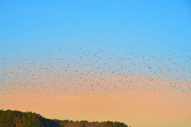 istock River of Blackbirds at Dawn 1454650936
