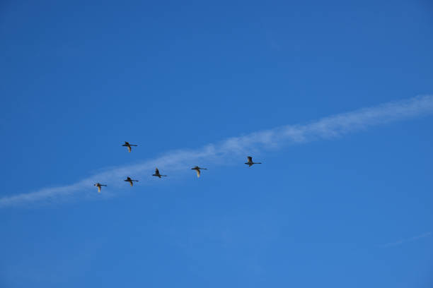 istock Tundar Swan Winter Migration - I 1454651038