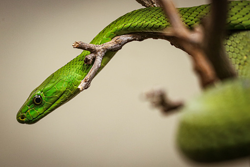 The African Green Mamba is related to Cobras and death adders. They are one of the most venomous snakes in the world.