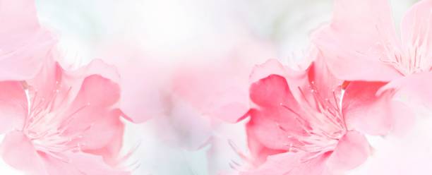 istock Pink red beautiful spring flower bloom branch background with free copy space for greeting card or environment cover page, template, web banner and header. 1454651217