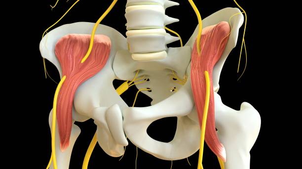 istock Iliacus Muscle anatomy for medical concept 3D rendering 1454651439