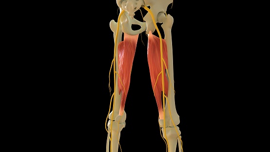 Adductor Magnus Muscle anatomy for medical concept 3D illustration