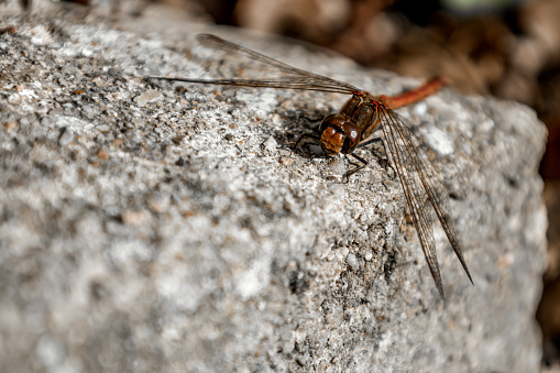 dragonfly on a stone enjoying the sun