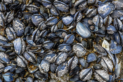 wild mussels on a rock appearing at low tide