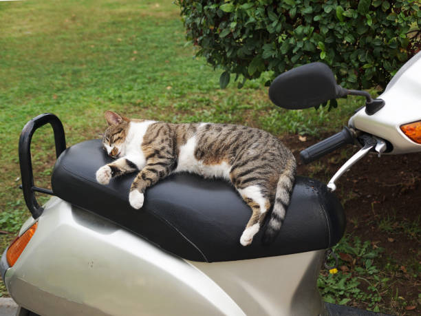 istock gray cat lying on a motorcycle seat in the park 1454653987