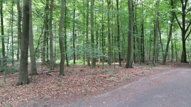 istock a nice view of green trees in autumn 1454658350