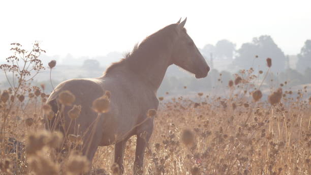 istock Horse in a field 1454660016