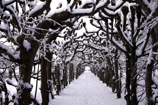 Photo of Trees tunnel during winter