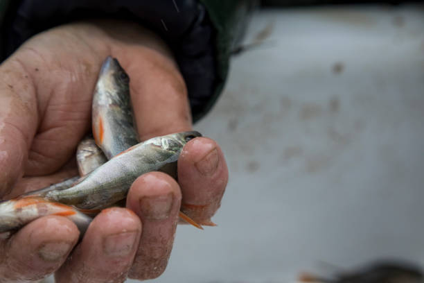 istock Sorting fish from the fishery 1454660528