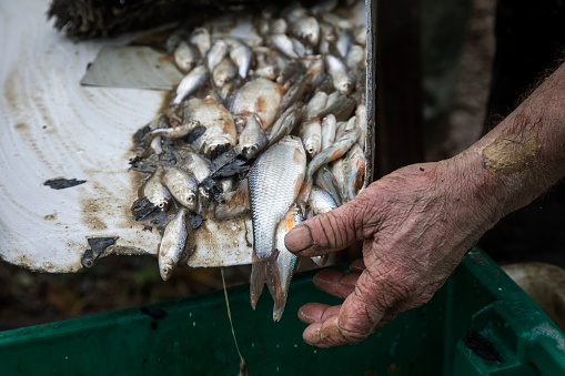 Fish caught in the Bresse pond is sorted before being sold.