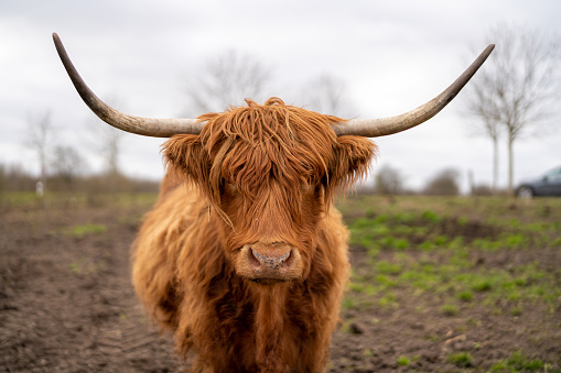 High resolution picture of a Galloway cow in Northern Germany standing in mudd.