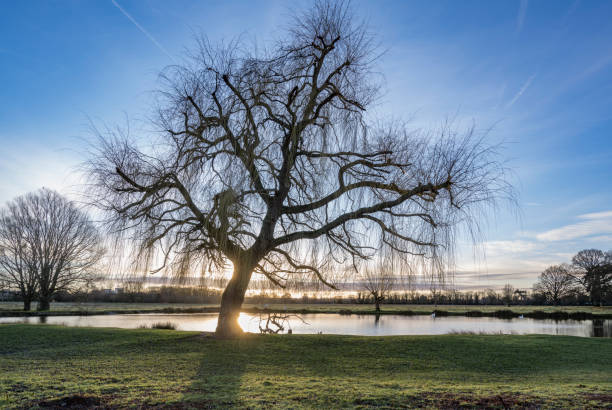 Spectacular January sunrise at Bushy Park near London