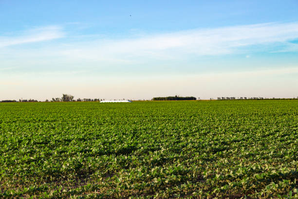 Argentinian countryside landscape with soybean plantation Argentinian countryside landscape with soybean plantation with silo bags in the distance silo bag stock pictures, royalty-free photos & images