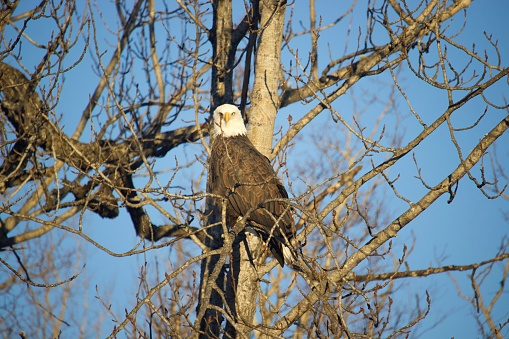 An American Bald Eagle perched on a tree branch. during the late fall in northern Utah.
