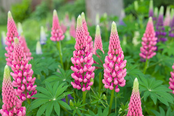 lupin, planta lupinus con flores rosadas que crece en un jardín del reino unido - altramuz fotografías e imágenes de stock