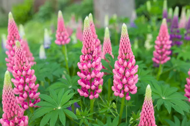 Lupins, lupin plant (lupinus) with pink flowers growing in a back garden, UK